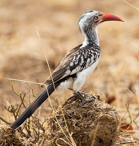 458-Red-billed-Hornbill-Timbavati-H45808