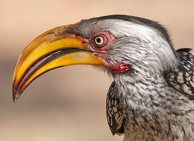 459-S-Yellow-billed-Hornbill-00695