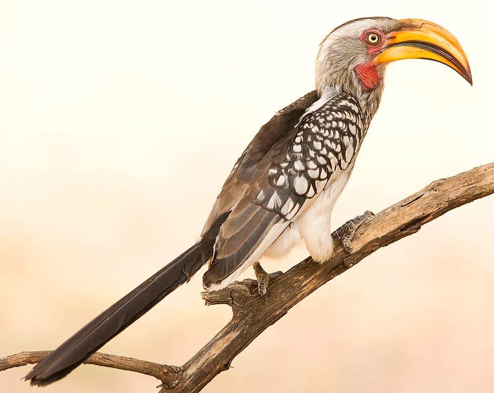 459-S-Yellow-billed-Hornbill-03816