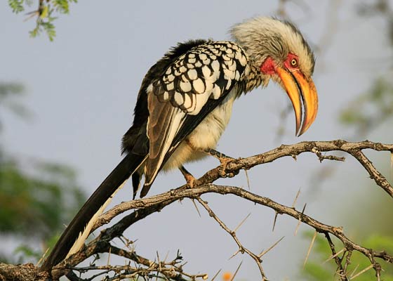 459-S-Yellow-billed-Hornbill-Hornbill-Brandberg-G27635