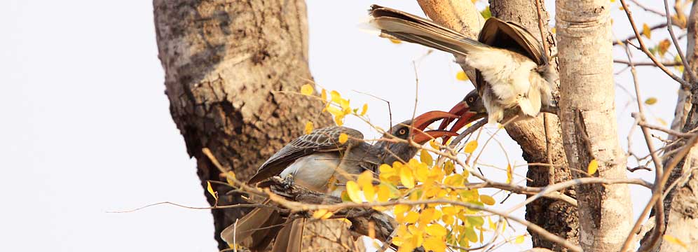 461-Bradfields-Hornbill-E33573