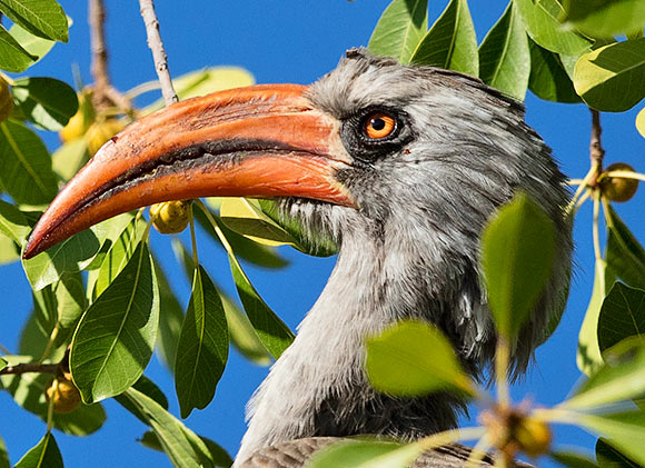 461-Bradfields-Hornbill-RoysCamp-K01642