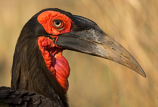 463-S-Ground-Hornbill-Punda-H49493
