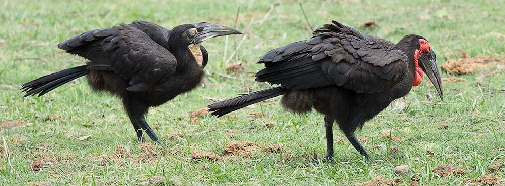 463-S-Ground-Hornbill-Punda-H49637