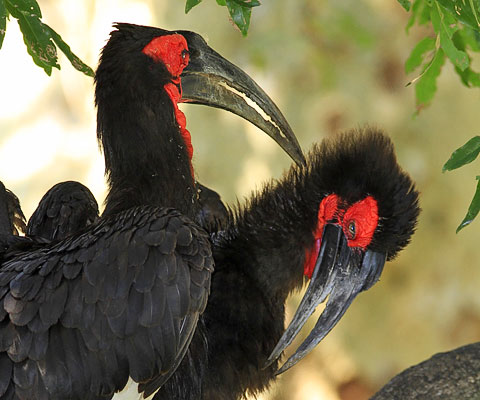 463-S-Ground-Hornbill-Shingwedzi-G33550