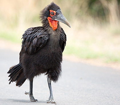 463-S-Ground-Hornbill-Shingwedzi-H50371