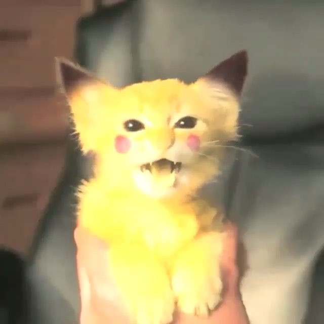 baby cat