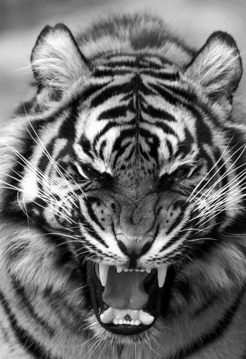 ANGRYTIGER