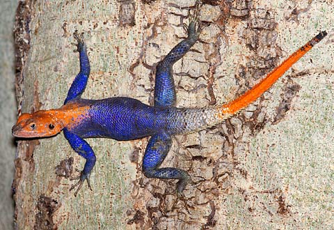Agama-planiceps-G28424