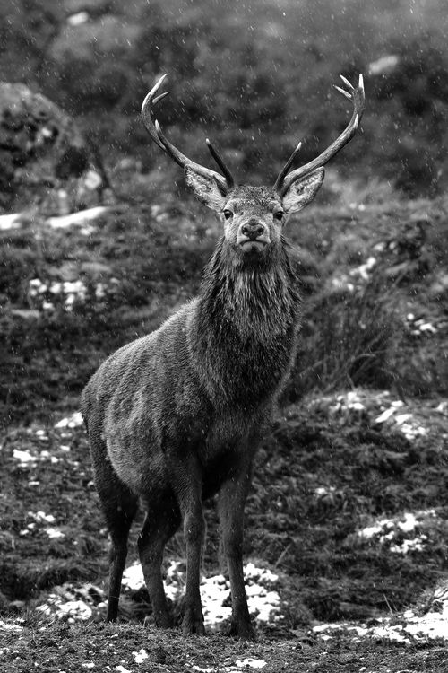 DEER