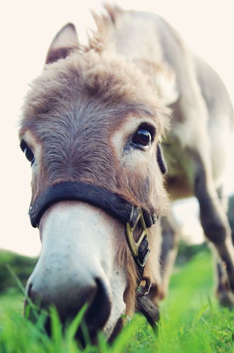 DONKEY