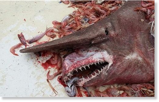 Goblin_shark