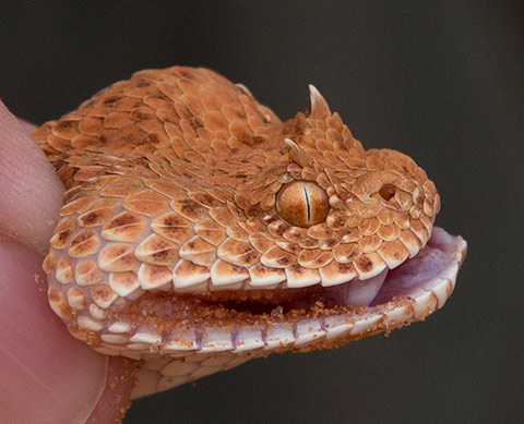 Horned-Adder-Kgalagadi-J05971