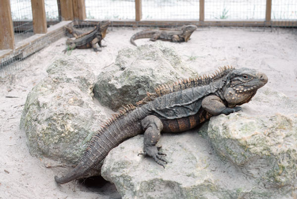 Jamaican Rock Iguana