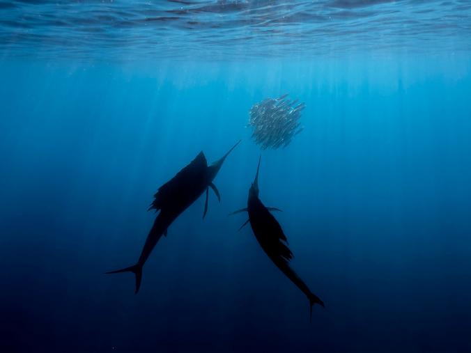 SAILFISH