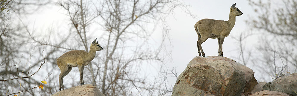 X353-Klipspringer-42900