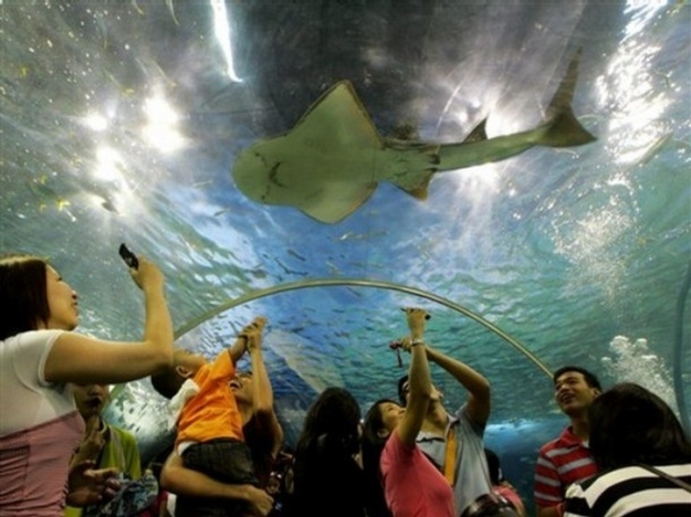 angelshark