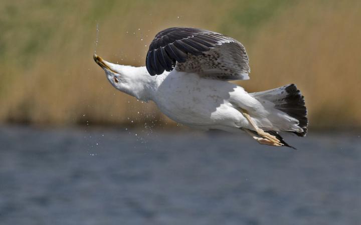 animal-bird2_3436299a-large
