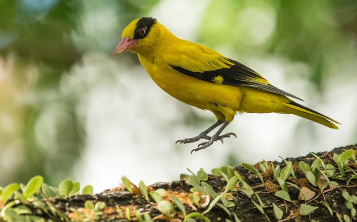 animal-bird_3436284a-large