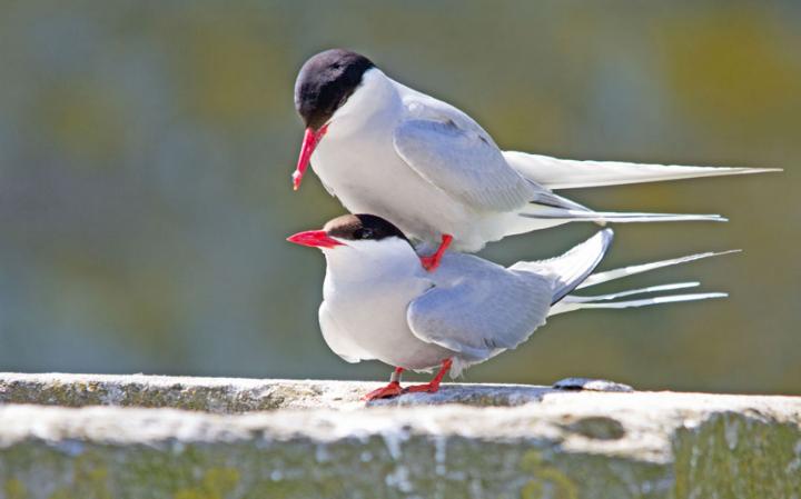 animal-birds_3436291a-large