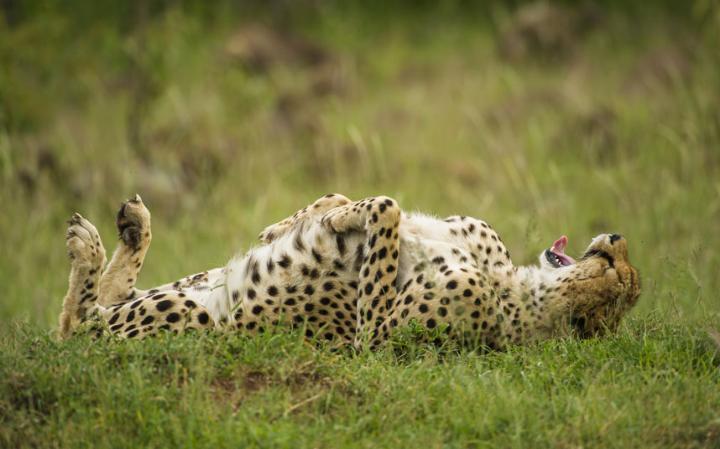 animal-cheetah_3436276a-large