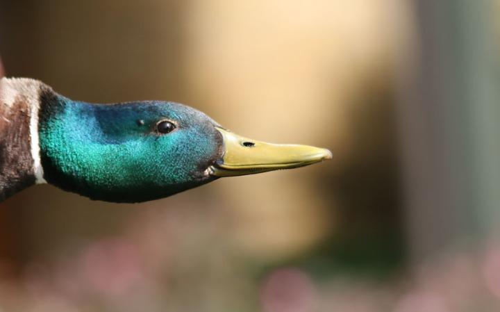 animal-duck_3447502a-large