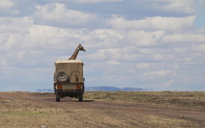 animal-giraffe_3447509a-large