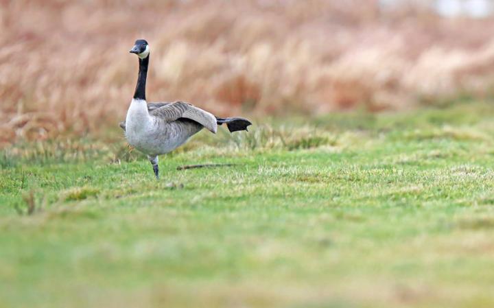 animal-goose_3436274a-large