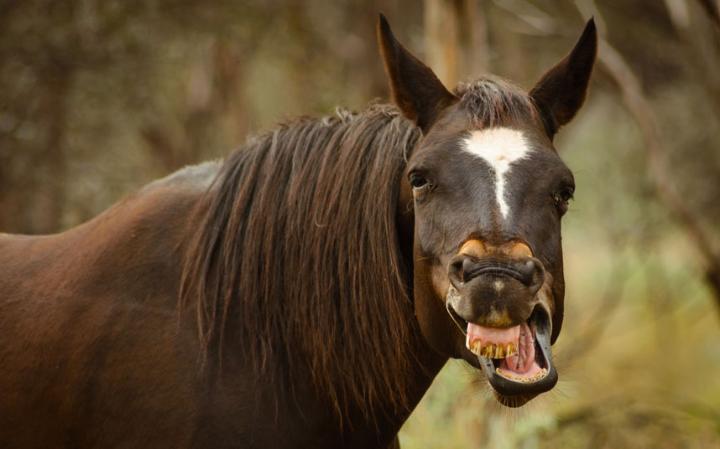 animal-horse_3436308a-large