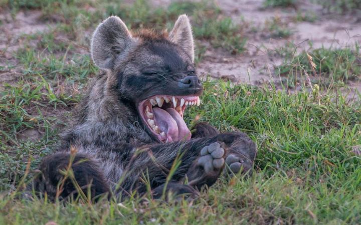 animal-hyena_3436307a-large