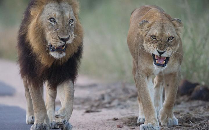 animal-lion_3436279a-large