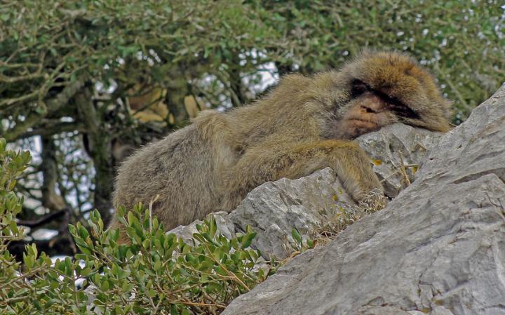 animal-monkey_3436290a-large