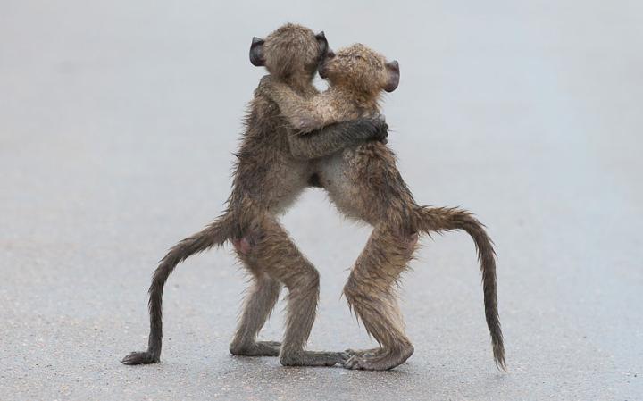 animal-monkeys_3436293a-large