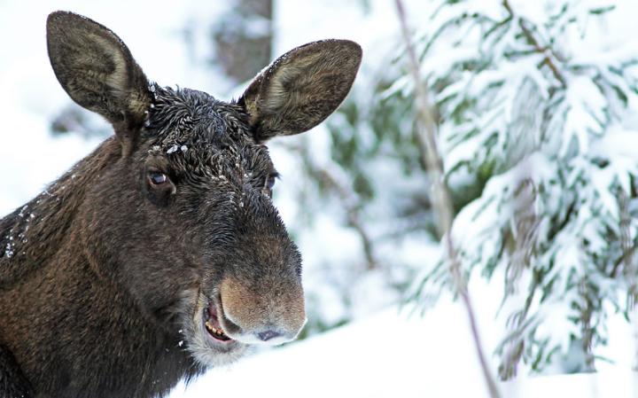 animal-moose_3436283a-large