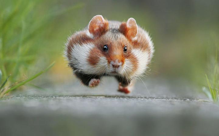 animal-mouse_3436273a-large