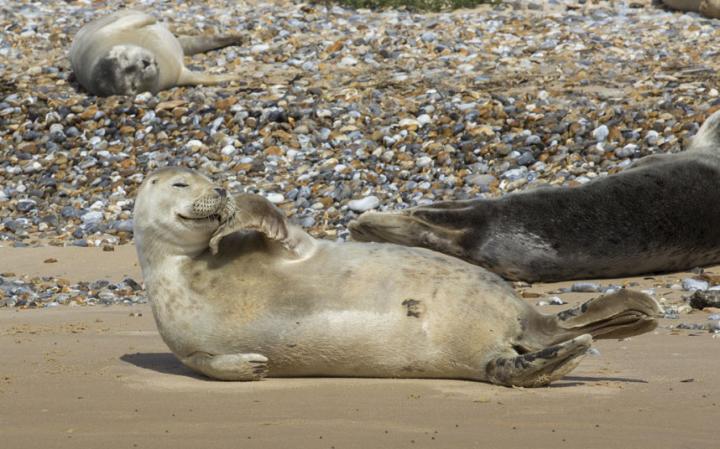animal-seal_3447493a-large