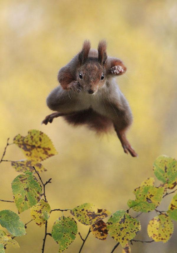 animal-squirrel3_3436267a-xlarge