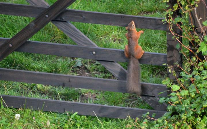 animal-squirrel_3436277a-large