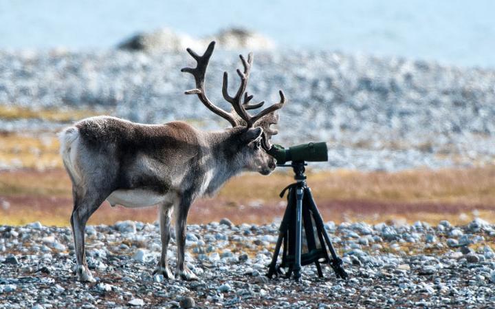 animal-stag_3447499a-large
