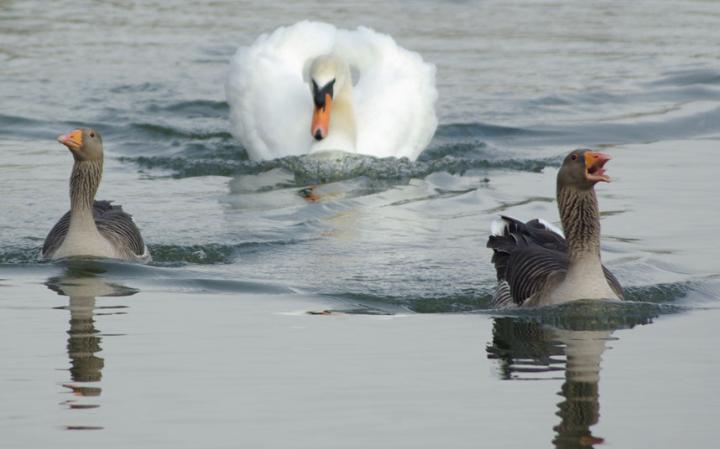 animal-swan_3436266a-large