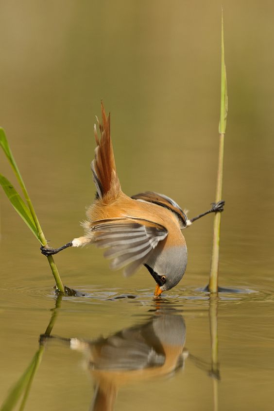 birdsaerobics