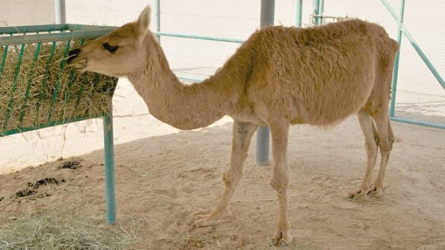 camel