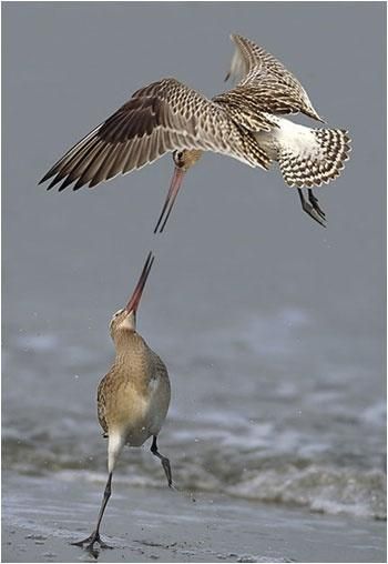 catchthefeedbirds