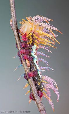 caterpiller9