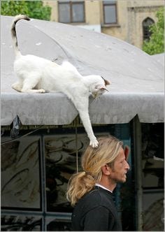 catletmefixyourhair