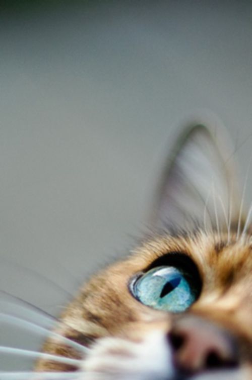 catspying