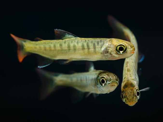 Coho Salmon Fry