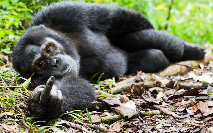 comedy-ape_3467189a-large