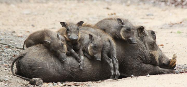 comedy-boars_3411060a-large
