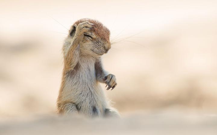 comedy-critter_3467150a-large